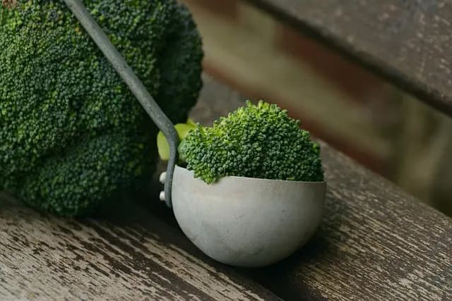 Les clés d'une alimentation équilibrée pour sportifs végans
